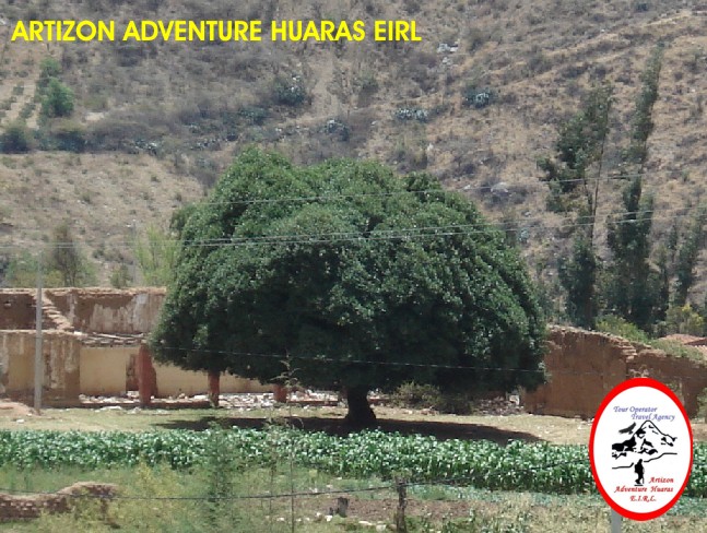 Arbol de la quina en Carhuaz - Peru